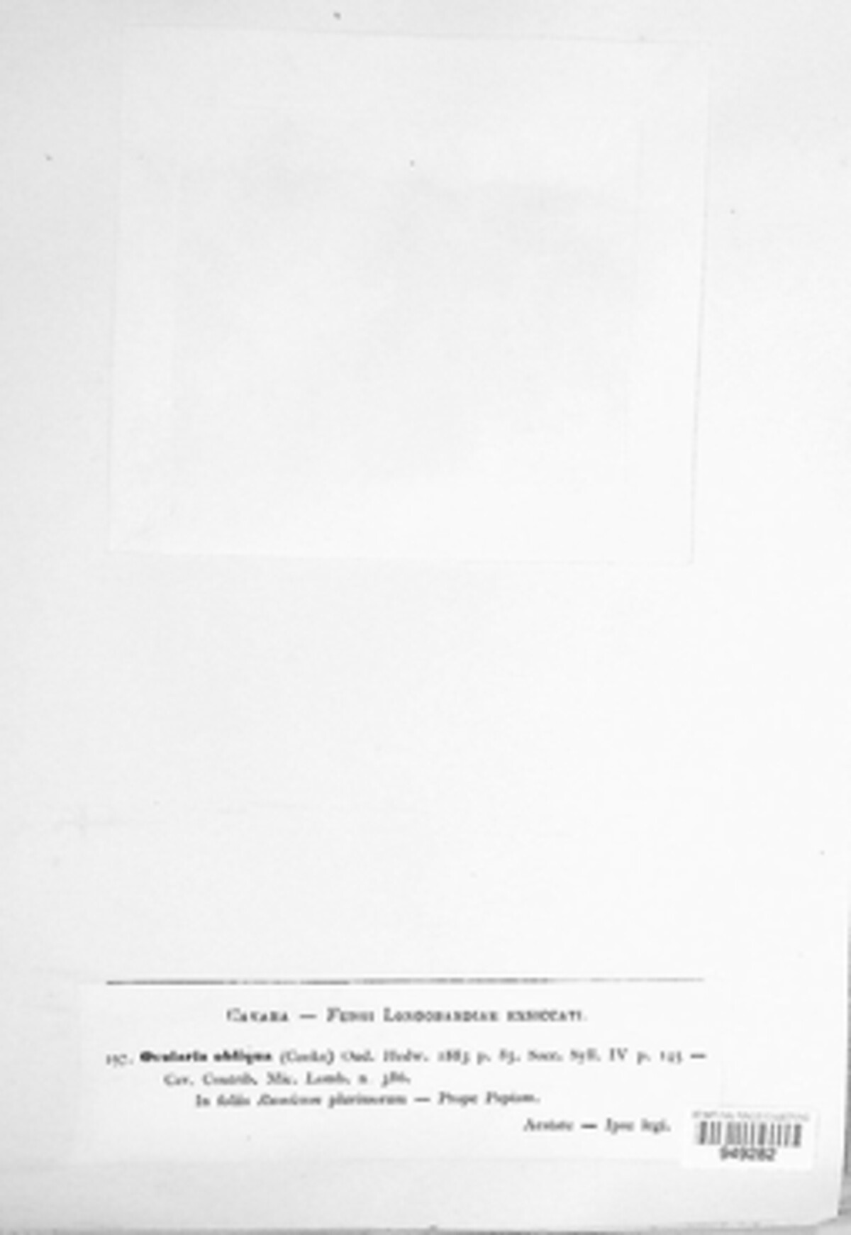 Ovularia obliqua image